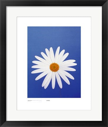 Framed Marguerite, Pure White on Reflex Blue by Masao Ota | 19 3/4 x 15 3/...