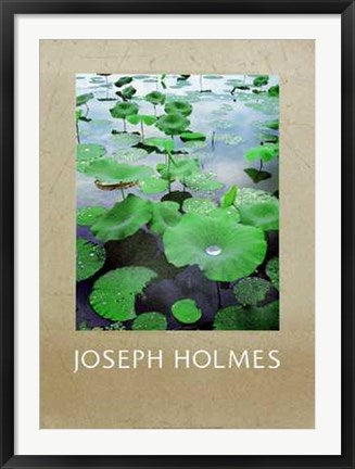 Framed Lily Pads by Joseph Holmes | 35 x 25