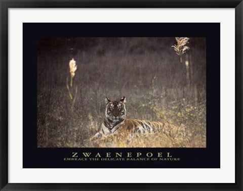 Framed Bengal Tiger by Jean-Pierre Zwaenepoel | 23 1/2 x 31 1/2