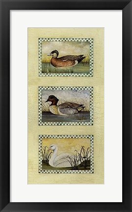 Framed Art American Wigeon, Green Winged Teal and Snow Goose by David Carter B...