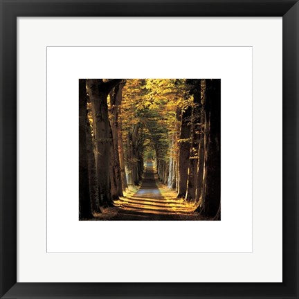 Framed Tree Lined Avenue by Kathy Collins | 15 3/4 x 15 3/4