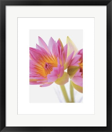 Framed Lotus Blossoms by Jim Franco | 19 3/4 x 15 3/4