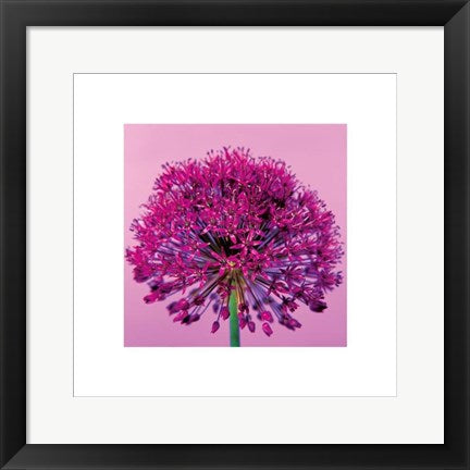 Framed Pink Allium by Juliet Greene | 15 3/4 x 15 3/4
