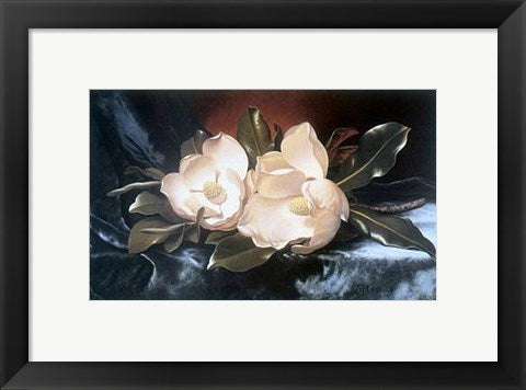 Framed Magnolias on a Blue Velvet Cloth by Martin Johnson Heade
