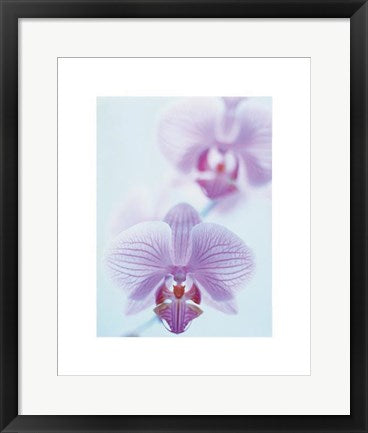 Framed Two Orchids by Amy Neunsinger | 19 3/4 x 15 3/4