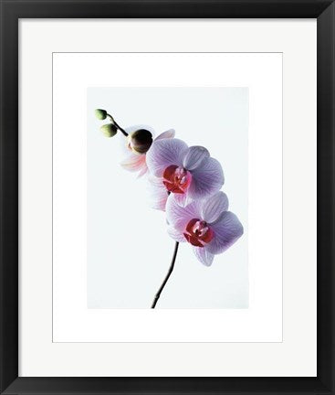Framed Orchid by Kevin Summers | 19 3/4 x 15 3/4