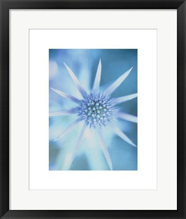 Framed Art Sea Holly by Carol Sharp | 19 3/4 x 15 3/4