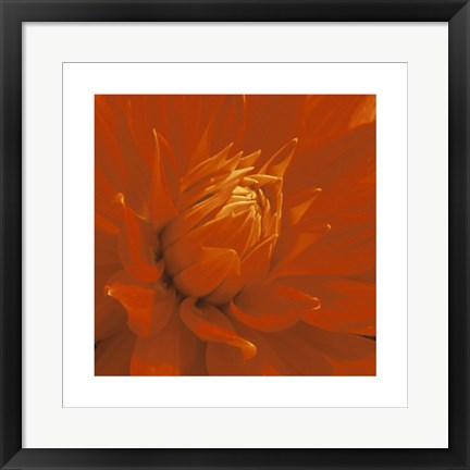 Framed Dahlia by Edward Seiry | 19.7 x 19.7