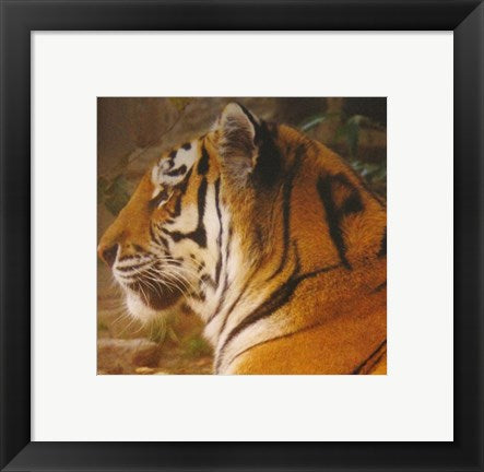 Framed Art A True Phillies Fan - Philadelphia Zoo Wall Decor 18x24 Artwork