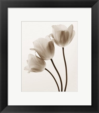 Framed Art Composition with Three Tulips by Tim Smith | 11 3/4 x 9 1/2