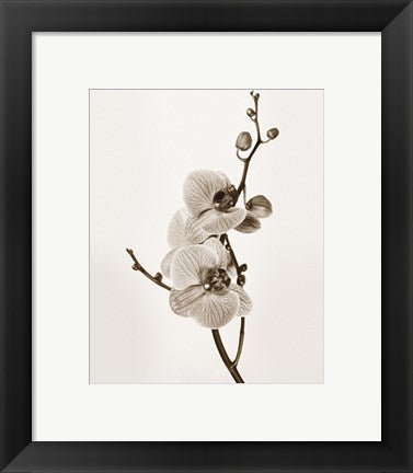 Framed Art Orchids in Sepia Tones by Jane Butler | 11 3/4 x 9 1/2
