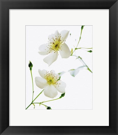 Framed Art Shades in Nature by Bryce Atwell | 11 3/4 x 9 1/2