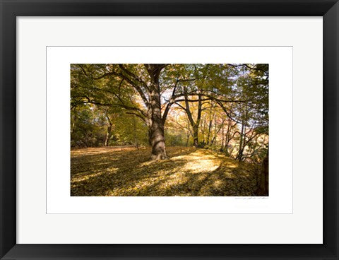 Framed Art Central Park Tree by Viktor Balkind | 13 x 19