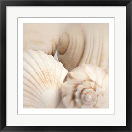 Framed Shells II by Jan Lens | 19 3/4 x 19 3/4