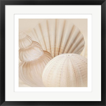 Framed Shells III by Jan Lens | 19 3/4 x 19 3/4