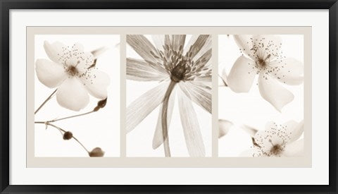 Framed Sepia Floral by Bryce Atwell & Jay Cowie | 19 3/4 x 39 1/2