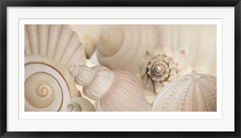 Framed Shells I by Jan Lens | 19 3/4 x 39 1/2