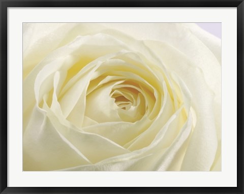 Framed Study of a White Rose by Ivor Innes | 23 1/2 x 31 1/2