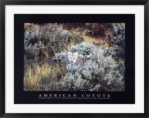 Framed American Coyote by Michael Francis | 23 1/2 x 31 1/2
