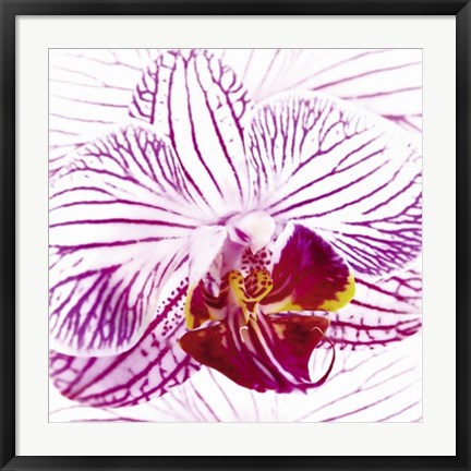 Framed Orchid I by Mel Allen | 27 1/2 x 27 1/2