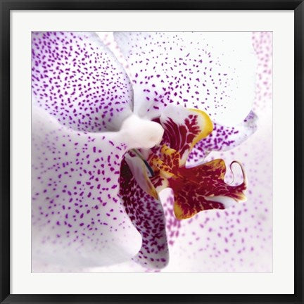 Framed Orchid II by Mel Allen | 27 1/2 x 27 1/2