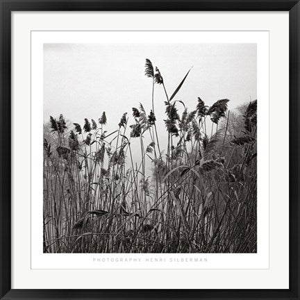 Framed Prospect Lake Grasses by Henri Silberman | 27 1/2 x 27 1/2