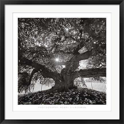 Framed Under Camperdown Elm, Prospect Park by Henri Silberman