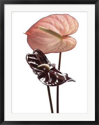Framed Anthurium by Ben Davies | 31 1/2 x 23 1/2