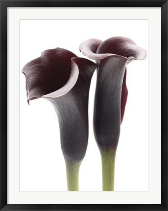 Framed Zantedeschia by Ben Davies | 31 1/2 x 23 1/2