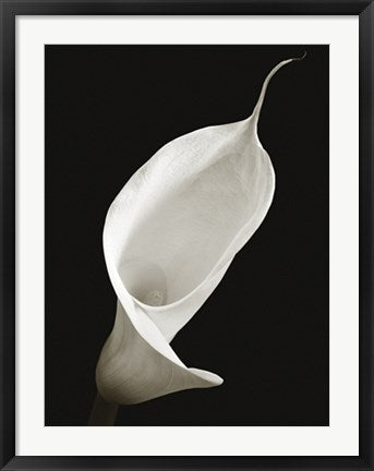 Framed Calla I by Ben Davies | 31 1/2 x 23 1/2