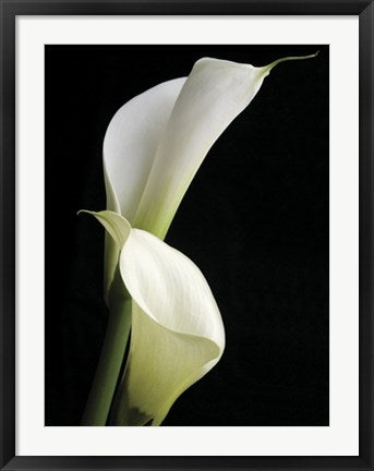 Framed Calla II by Ben Davies | 31 1/2 x 23 1/2