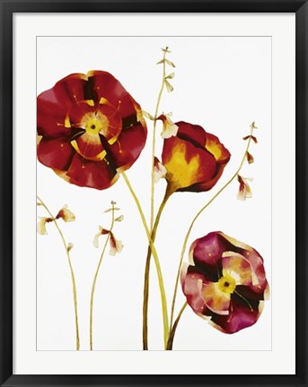 Framed Poppies by Julia Ogden | 31 1/2 x 23 1/2