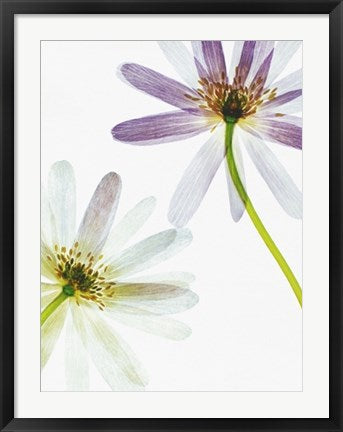 Framed Translucence by Jay Cowie | 31 1/2 x 23 1/2