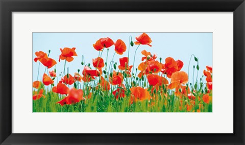 Framed Poppy Field by Jan Lens | 9 x 19 3/4