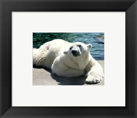 Framed Art Polar Bear on the floor Wall Decor 18x24 Artwork