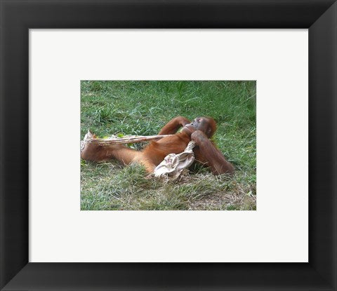 Framed Art Orangutan - Stretchin out Wall Decor 18x24 Artwork