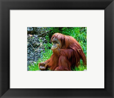 Framed Art Orangutan - Giving it some thought Wall Decor 18x24 Artwork
