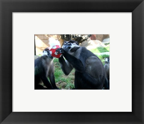 Framed Art Monkeys - Why play ball when you can eat it Wall Decor 18x24 Artwork