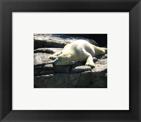 Framed Art Polar Bear - Time to take five Wall Decor 18x24 Artwork