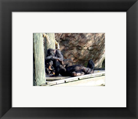 Framed Art Chimps - Just Chillin Framed Art for your Home Wall Decor 18x24 Artwork