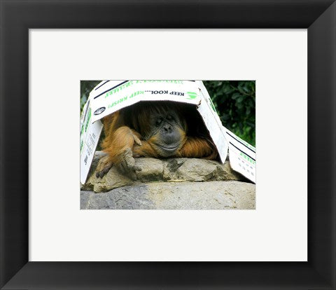 Framed Art Orangutan - Give me shelter Wall Decor 18x24 Artwork