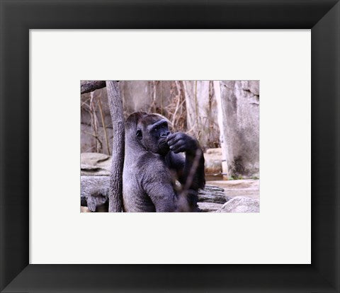 Framed Art Gorilla - Perhaps? Wall Decor 18x24 Artwork