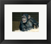 Framed Art Funny Monkey Framed Art for your Home Wall Decor 18x24 Artwork