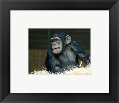 Framed Art Funny Monkey Framed Art for your Home Wall Decor 18x24 Artwork