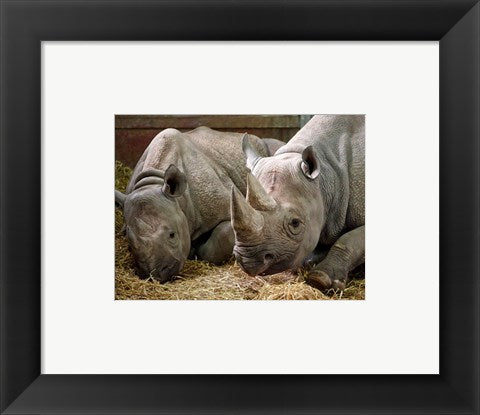 Framed Art Two Rhinos Wall Decor 18x24 Artwork