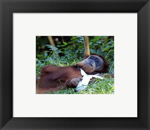 Framed Art Orangutan - Just about to take a nap Wall Decor 18x24 Artwork