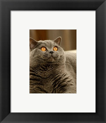 Framed Art Brittish Shorthair Framed Art for your Home Wall Decor 18x24 Artwork