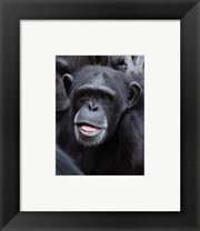 Framed Art Funny face monkey Framed Art for your Home Wall Decor 18x24 Artwork
