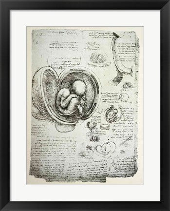 Framed Art The Human Fetus in the Womb by Leonardo Da Vinci Wall Decor 18x24 Artwork