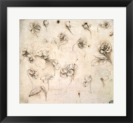 Framed Art Study of the Flowers of Grass-like Plants by Leonardo Da Vinci Wall Decor 18x24 Artwork